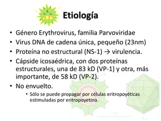EtiologíaGénero Erythrovirus, familia ParvoviridaeVirus DNA de cadena única, pequeño (23nm)Proteína no estructural (NS-1) -> virulencia.Cápside icosaédrica, con dos proteínas estructurales, una de 83 kD (VP-1) y otra, más importante, de 58 kD (VP-2).No envuelto.Sólo se puede propagar por células eritropoyéticas estimuladas por eritropoyetina.