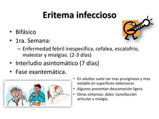 Eritema infecciosoBifásico 1ra. Semana:Enfermedad febril inespecífica, cefalea, escalofrío, malestar y mialgias. (2-3 días)Interludio asintomático (7 días)Fase exantemática.En adultos suele ser mas pruriginoso y mas notable en superficies extensoras.Algunos presentan descamación ligera.Otros síntomas: dolor, tumefacción articular y mialgia.