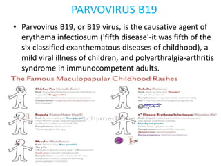 PARVOVIRUS B19
• Parvovirus B19, or B19 virus, is the causative agent of
erythema infectiosum ('fifth disease'-it was fifth of the
six classified exanthematous diseases of childhood), a
mild viral illness of children, and polyarthralgia-arthritis
syndrome in immunocompetent adults.