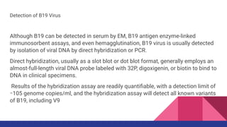 Detection of B19 Virus
Although B19 can be detected in serum by EM, B19 antigen enzyme-linked
immunosorbent assays, and even hemagglutination, B19 virus is usually detected
by isolation of viral DNA by direct hybridization or PCR.
Direct hybridization, usually as a slot blot or dot blot format, generally employs an
almost-full-length viral DNA probe labeled with 32P, digoxigenin, or biotin to bind to
DNA in clinical specimens.
Results of the hybridization assay are readily quantiﬁable, with a detection limit of
∼105 genome copies/ml, and the hybridization assay will detect all known variants
of B19, including V9
 