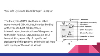 Viral Life Cycle and Blood Group P Receptor
The life cycle of B19, like those of other
nonenveloped DNA viruses, includes binding
of the virus to host cell receptors,
internalization, translocation of the genome
to the host nucleus, DNA replication, RNA
transcription, assembly of capsids and
packaging of the genome, and ﬁnally cell lysis
with release of the mature virions
 