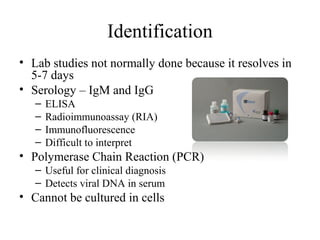 Identification
• Lab studies not normally done because it resolves in
5-7 days
• Serology – IgM and IgG
– ELISA
– Radioimmunoassay (RIA)
– Immunofluorescence
– Difficult to interpret
• Polymerase Chain Reaction (PCR)
– Useful for clinical diagnosis
– Detects viral DNA in serum
• Cannot be cultured in cells