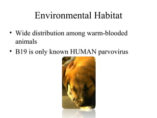 Environmental Habitat
• Wide distribution among warm-blooded
animals
• B19 is only known HUMAN parvovirus