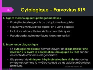B19 Inside Inside the Cell: Parvovirus B19’s Cytological Signatures | PDF