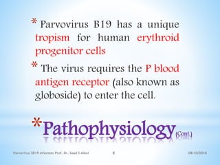 *Pathophysiology(Cont.)
* Parvovirus B19 has a unique
tropism for human erythroid
progenitor cells
* The virus requires the P blood
antigen receptor (also known as
globoside) to enter the cell.
08/10/2018Parvovirus 3B19 infection Prof. Dr. Saad S AlAni 8
 