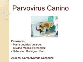 Parvovirus Canino 
Profesores: 
- María Lourdes Velarde. 
- Silvana Moscol Fernández 
- Sebastian Rodriguez Soto 
Alumna: Carol Alvarado Céspedes 
 