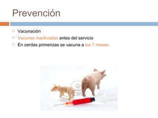 Prevención
 Vacunación
 Vacunas inactivadas antes del servicio
 En cerdas primerizas se vacuna a los 7 meses
 
