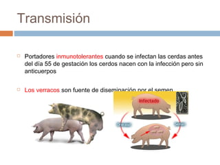 Transmisión
 Portadores inmunotolerantes cuando se infectan las cerdas antes
del día 55 de gestación los cerdos nacen con la infección pero sin
anticuerpos
 Los verracos son fuente de diseminación por el semen
 
