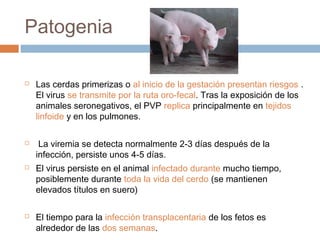 Patogenia
 Las cerdas primerizas o al inicio de la gestación presentan riesgos .
El virus se transmite por la ruta oro-fecal. Tras la exposición de los
animales seronegativos, el PVP replica principalmente en tejidos
linfoide y en los pulmones.
 La viremia se detecta normalmente 2-3 días después de la
infección, persiste unos 4-5 días.
 El virus persiste en el animal infectado durante mucho tiempo,
posiblemente durante toda la vida del cerdo (se mantienen
elevados títulos en suero)
 El tiempo para la infección transplacentaria de los fetos es
alrededor de las dos semanas.
 
