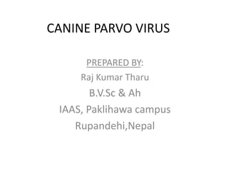 CANINE PARVO VIRUS
PREPARED BY:
Raj Kumar Tharu
B.V.Sc & Ah
IAAS, Paklihawa campus
Rupandehi,Nepal
 