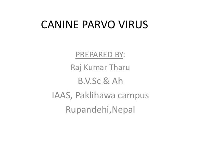 canine parvovirus infection