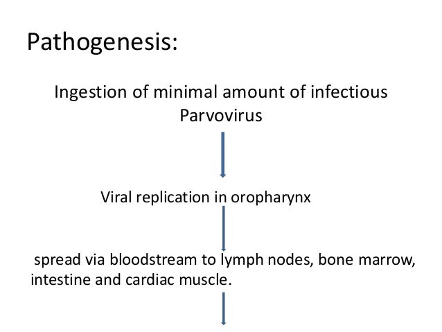 canine parvovirus ppt