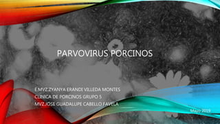 PARVOVIRUS PORCINOS
E.MVZ.ZYANYA ERANDI VILLEDA MONTES
CLINICA DE PORCINOS GRUPO 5
MVZ.JOSE GUADALUPE CABELLO FAVELA
Mayo 2019
 
