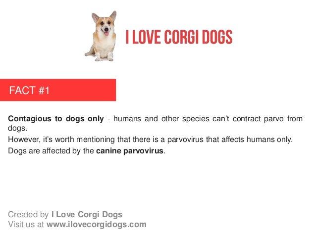 is canine parvovirus contagious to humans