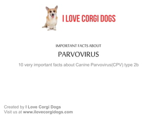IMPORTANT FACTS ABOUT 
PARVOVIRUS 
10 very important facts about Canine Parvovirus(CPV) type 2b 
Created by I Love Corgi Dogs 
Visit us at www.ilovecorgidogs.com 
 