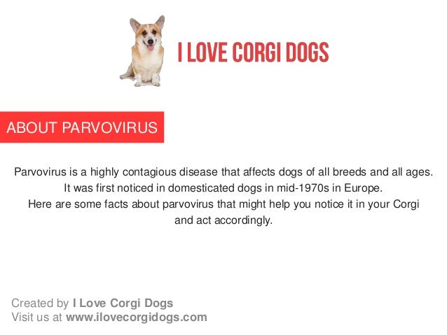 Can Humans Contract Parvo From Dogs Can Humans Contract Parvo From Dogs