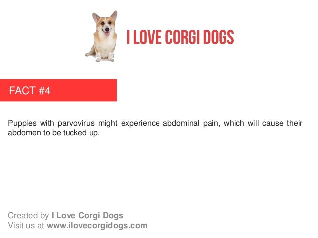 Important Facts About Canine Parvovirus Important Facts About Canine Parvovirus