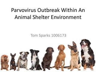 Parvovirus Outbreak Within An
Animal Shelter Environment
Tom Sparks 1006173
 