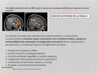 The highly sensitive brain: an fMRI study of sensory processing sensitivity and response to others'
emotions
Brain and Behavior
Volume 4, Issue 4, pages 580-594, 23 JUN 2014 DOI: 10.1002/brb3.242
http://onlinelibrary.wiley.com/doi/10.1002/brb3.242/full#brb3242-fig-0003
Se trata de un centro de conexión entre sistema límbico y el neocórtex.
La parte anterior presenta mayor vinculación con el sistema límbico, siendo su
funcionalidad más orientada a la integración emocional de las experiencias y
percepciones. La ínsula participa en los siguientes procesos.
1. Percepción del gusto y olfato
2. Control visceral y somatopercepción
3. Función vestibular (equilibrio y control espacial)
4. Integración información emocional y perceptiva
5. Implicación en adicciones: deseos y craving
6. Empatía y reconocimiento emocional
MAYOR ACTIVIDAD EN LA ÍNSULA
 