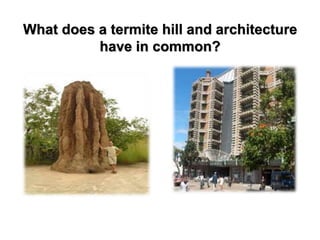 What does a termite hill and architecture
have in common?
 