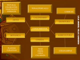 LiliaMurielVelozSanabria
CONOCIMIENTOS
CALENDARIO
ESCRITURA
COMIDA
ARTES
BOTANICA AGRICULTURA
PINTURAS:
COLORANTES:
VEGETALES Y
ANIMALES
TONALPOHUALLI
CODICES
PLANTAS
CURATIVAS
MAIZ
FRIJOL
CHILE
CALABAZA
CHIANAMPAS
 