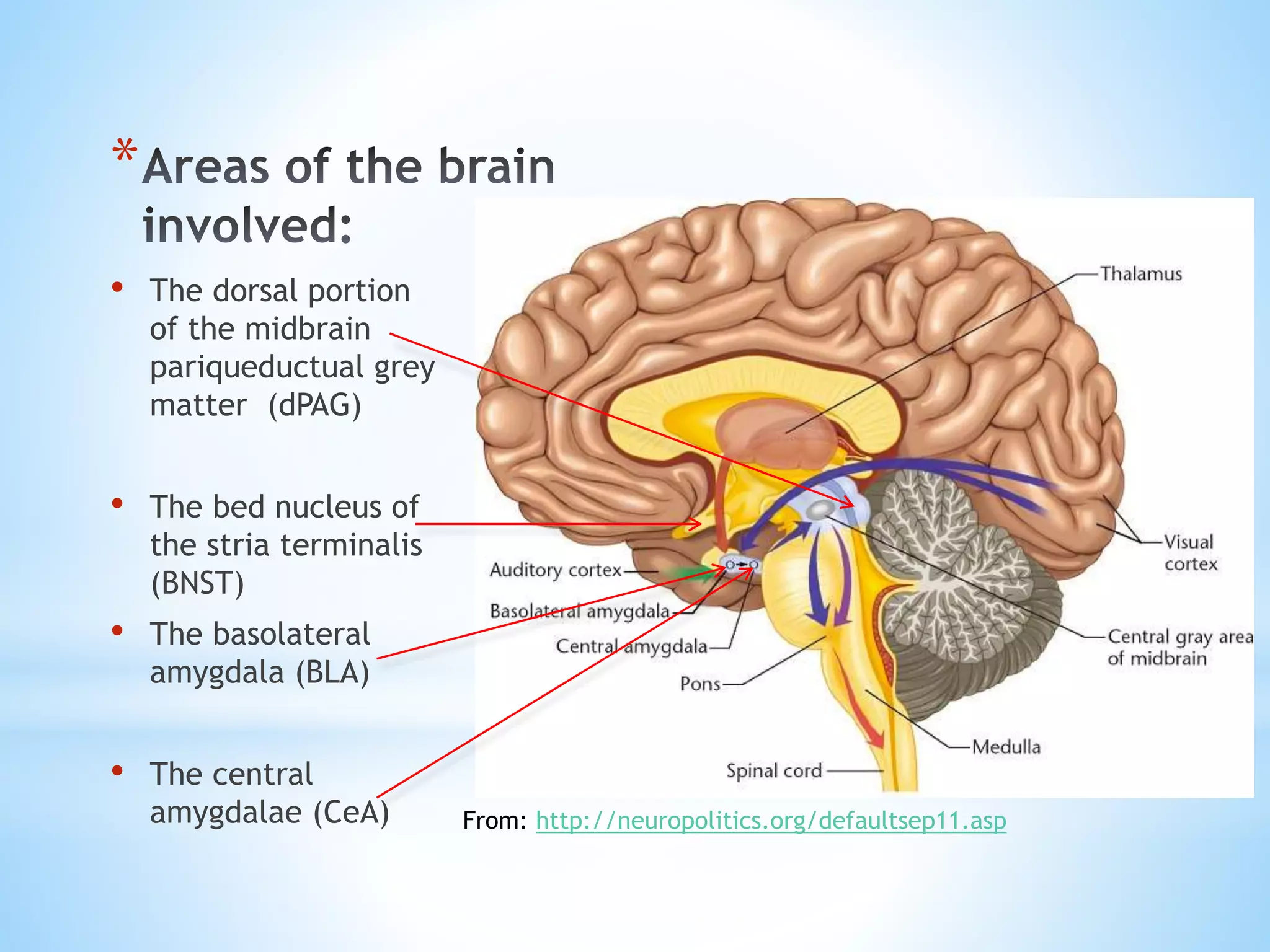 *
• The dorsal portion
of the midbrain
pariqueductual grey
matter (dPAG)
• The bed nucleus of
the stria terminalis
(BNST)
• The basolateral
amygdala (BLA)
• The central
amygdalae (CeA) From: http://neuropolitics.org/defaultsep11.asp
 