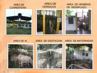 AREA DE           AREA DE         AREA DE HEMBRAS
CUARENTENA         VERRACOS         DE REEMPLAZO




  AREA DE IA   AREA DE GESTACION   AREA DE MATERNIDAD
 