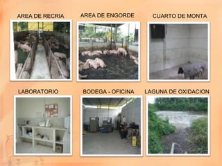AREA DE RECRIA   AREA DE ENGORDE      CUARTO DE MONTA




LABORATORIO      BODEGA - OFICINA   LAGUNA DE OXIDACION
 