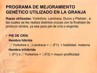 PROGRAMA DE MEJORAMIENTO
GENÉTICO UTILIZADO EN LA GRANJA
Razas utilizadas: Yorkshire, Landrace, Duroc y Pietrain , a
las cuales se les realiza distintos cruces con la finalidad de
producir cerdos, ya sea para pie de cría o engorde.

• PIE DE CRÍA
  Hembra híbrida
  ♂ Yorkshire x ♀Landrace = ♀ (F1) > habilidad materna
  Hembra trihíbrida
  ♀ (F1) x ♂ Yorkshire = ♀(F2) > mayor prolificidad
 