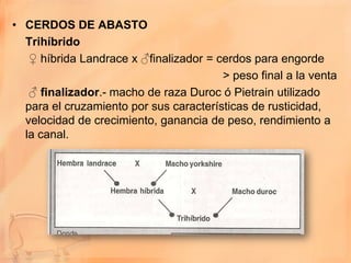 • CERDOS DE ABASTO
  Trihíbrido
   ♀ híbrida Landrace x ♂finalizador = cerdos para engorde
                                        > peso final a la venta
   ♂ finalizador.- macho de raza Duroc ó Pietrain utilizado
  para el cruzamiento por sus características de rusticidad,
  velocidad de crecimiento, ganancia de peso, rendimiento a
  la canal.
 