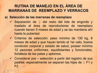 RUTINA DE MANEJO EN EL ÁREA DE
  MARRANAS DE REEMPLAZO Y VERRACOS
a) Selección de las marranas de reemplazo
    Separación de ♀ del resto del lote de engorde y
      traslado al área de reproductores de reemplazo
      cuando tienen 5 meses de edad y se las mantiene ahí
      hasta la pubertad.
    Criterios de selección: peso mínimo de 130 kg, 8
      meses de edad y que hayan tenido el 1er celo, buena
      condición corporal y estado de salud, poseer mínimo
      12 pezones uniformes, equidistantes y funcionales,
      fortaleza de las patas y aplomos.
    Considerar pre – selección a partir del registro de sus
      padres; especialmente se separan las hijas de ♀ F1 y
      F2
 