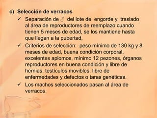 c) Selección de verracos
    Separación de ♂ del lote de engorde y traslado
      al área de reproductores de reemplazo cuando
      tienen 5 meses de edad, se los mantiene hasta
      que llegan a la pubertad,
    Criterios de selección: peso mínimo de 130 kg y 8
      meses de edad, buena condición corporal,
      excelentes aplomos, mínimo 12 pezones, órganos
      reproductores en buena condición y libre de
      hernias, testículos movibles, libre de
      enfermedades y defectos o taras genéticas.
    Los machos seleccionados pasan al área de
      verracos.
 
