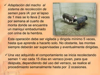  Adaptación del macho al
  sistema de recolección de
  semen para IA: por el lapso
  de 1 mes se lo lleva 2 veces
  por semana al cuarto de
  monta donde se encuentra
  un maniquí embadurnado
  con orina de la hembra.
  Esta operación debe ser vigilada y dirigida mínimo 5 veces,
  hasta que aprende a hacerlo solo. No obstante, las montas
  siempre deberán ser supervisadas y eventualmente dirigidas.

 Una vez adquirido el comportamiento se inicia recolectando
  semen 1 vez cada 15 días en verraco joven, para que
  después, dependiendo del uso del verraco, se realice el
  procedimiento semanalmente hasta por 2 ocasiones.
 