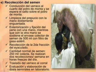 e) Recolección del semen
   Conducción del verraco al
    cuarto del potro de monta y se
    espera el salto sobre el potro
    de monta.
   Limpieza del prepucio con la
    mano doblemente
    enguantada.
   Exteriorización y fijación del
    pene con una mano, mientras
    que con la otra mano se
    sostiene el envase colector de
    semen de 500 ml con filtro de
    gasa estéril.
   Recolección de la 2da fracción
    del eyaculado.
   Cantidad normal de semen:
    250 ml/ colecta. Se realizan
    dos recolecciones/ semana en
    horas frescas del día.
   Traslado del verraco al corral
   Evaluación y elaboración de
    dosis seminales en laboratorio.
 