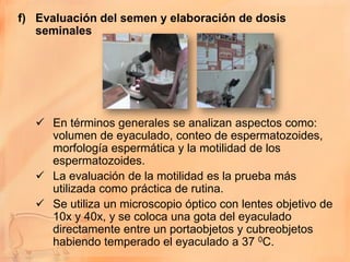 f) Evaluación del semen y elaboración de dosis
   seminales




    En términos generales se analizan aspectos como:
     volumen de eyaculado, conteo de espermatozoides,
     morfología espermática y la motilidad de los
     espermatozoides.
    La evaluación de la motilidad es la prueba más
     utilizada como práctica de rutina.
    Se utiliza un microscopio óptico con lentes objetivo de
     10x y 40x, y se coloca una gota del eyaculado
     directamente entre un portaobjetos y cubreobjetos
     habiendo temperado el eyaculado a 37 0C.
 