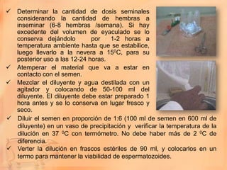  Determinar la cantidad de dosis seminales
  considerando la cantidad de hembras a
  inseminar (6-8 hembras /semana). Si hay
  excedente del volumen de eyaculado se lo
  conserva dejándolo         por   1-2 horas a
  temperatura ambiente hasta que se estabilice,
  luego llevarlo a la nevera a 150C, para su
  posterior uso a las 12-24 horas.
 Atemperar el material que va a estar en
  contacto con el semen.
 Mezclar el diluyente y agua destilada con un
  agitador y colocando de 50-100 ml del
  diluyente. El diluyente debe estar preparado 1
  hora antes y se lo conserva en lugar fresco y
  seco.
 Diluir el semen en proporción de 1:6 (100 ml de semen en 600 ml de
  diluyente) en un vaso de precipitación y verificar la temperatura de la
  dilución en 37 0C con termómetro. No debe haber más de 2 0C de
  diferencia.
 Verter la dilución en frascos estériles de 90 ml, y colocarlos en un
  termo para mantener la viabilidad de espermatozoides.
 