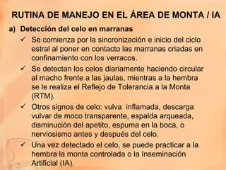 RUTINA DE MANEJO EN EL ÁREA DE MONTA / IA
a) Detección del celo en marranas
    Se comienza por la sincronización e inicio del ciclo
      estral al poner en contacto las marranas criadas en
      confinamiento con los verracos.
    Se detectan los celos diariamente haciendo circular
      al macho frente a las jaulas, mientras a la hembra
      se le realiza el Reflejo de Tolerancia a la Monta
      (RTM).
    Otros signos de celo: vulva inflamada, descarga
      vulvar de moco transparente, espalda arqueada,
      disminución del apetito, espuma en la boca, o
      nerviosismo antes y después del celo.
    Una vez detectado el celo, se puede practicar a la
      hembra la monta controlada o la Inseminación
      Artificial (IA).
 