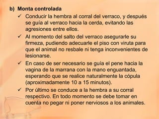 b) Monta controlada
    Conducir la hembra al corral del verraco, y después
     se guía al verraco hacia la cerda, evitando las
     agresiones entre ellos.
    Al momento del salto del verraco asegurarle su
     firmeza, pudiendo adecuarle el piso con viruta para
     que el animal no resbale ni tenga inconvenientes de
     lesionarse.
    En caso de ser necesario se guía el pene hacia la
     vagina de la marrana con la mano enguantada,
     esperando que se realice naturalmente la cópula
     (aproximadamente 10 a 15 minutos).
    Por último se conduce a la hembra a su corral
     respectivo. En todo momento se debe tomar en
     cuenta no pegar ni poner nerviosos a los animales.
 