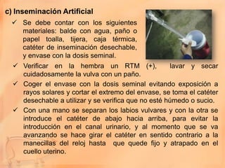 c) Inseminación Artificial
  Se debe contar con los siguientes
   materiales: balde con agua, paño o
   papel toalla, tijera, caja térmica,
   catéter de inseminación desechable,
   y envase con la dosis seminal.
   Verificar en la hembra un RTM (+),               lavar y secar
    cuidadosamente la vulva con un paño.
   Coger el envase con la dosis seminal evitando exposición a
    rayos solares y cortar el extremo del envase, se toma el catéter
    desechable a utilizar y se verifica que no esté húmedo o sucio.
   Con una mano se separan los labios vulvares y con la otra se
    introduce el catéter de abajo hacia arriba, para evitar la
    introducción en el canal urinario, y al momento que se va
    avanzando se hace girar el catéter en sentido contrario a la
    manecillas del reloj hasta que quede fijo y atrapado en el
    cuello uterino.
 