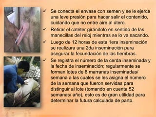  Se conecta el envase con semen y se le ejerce
  una leve presión para hacer salir el contenido,
  cuidando que no entre aire al útero.
 Retirar el catéter girándolo en sentido de las
  manecillas del reloj mientras se lo va sacando.
 Luego de 12 horas de esta 1era inseminación
  se realizara una 2da inseminación para
  asegurar la fecundación de las hembras.
 Se registra el número de la cerda inseminada y
  la fecha de inseminación; regularmente se
  forman lotes de 8 marranas inseminadas/
  semana a las cuales se les asigna el número
  de la semana que fueron servidas para
  distinguir al lote (tomando en cuenta 52
  semanas/ año), esto es de gran utilidad para
  determinar la futura calculada de parto.
 