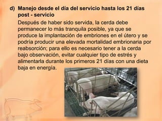 d) Manejo desde el día del servicio hasta los 21 días
   post - servicio
   Después de haber sido servida, la cerda debe
   permanecer lo más tranquila posible, ya que se
   produce la implantación de embriones en el útero y se
   podría producir una elevada mortalidad embrionaria por
   reabsorción; para ello es necesario tener a la cerda
   bajo observación, evitar cualquier tipo de estrés y
   alimentarla durante los primeros 21 días con una dieta
   baja en energía.
 