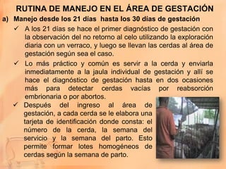 RUTINA DE MANEJO EN EL ÁREA DE GESTACIÓN
a) Manejo desde los 21 días hasta los 30 días de gestación
    A los 21 días se hace el primer diagnóstico de gestación con
      la observación del no retorno al celo utilizando la exploración
      diaria con un verraco, y luego se llevan las cerdas al área de
      gestación según sea el caso.
    Lo más práctico y común es servir a la cerda y enviarla
      inmediatamente a la jaula individual de gestación y allí se
      hace el diagnóstico de gestación hasta en dos ocasiones
      más para detectar cerdas vacías por reabsorción
      embrionaria o por abortos.
    Después del ingreso al área de
     gestación, a cada cerda se le elabora una
     tarjeta de identificación donde consta: el
     número de la cerda, la semana del
     servicio y la semana del parto. Esto
     permite formar lotes homogéneos de
     cerdas según la semana de parto.
 