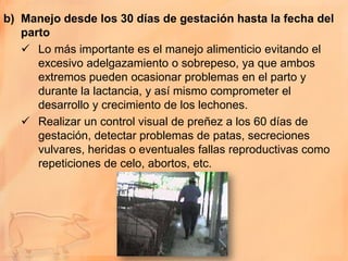 b) Manejo desde los 30 días de gestación hasta la fecha del
   parto
    Lo más importante es el manejo alimenticio evitando el
      excesivo adelgazamiento o sobrepeso, ya que ambos
      extremos pueden ocasionar problemas en el parto y
      durante la lactancia, y así mismo comprometer el
      desarrollo y crecimiento de los lechones.
    Realizar un control visual de preñez a los 60 días de
      gestación, detectar problemas de patas, secreciones
      vulvares, heridas o eventuales fallas reproductivas como
      repeticiones de celo, abortos, etc.
 