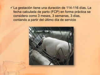  La gestación tiene una duración de 114-116 días. La
  fecha calculada de parto (FCP) en forma práctica se
  considera como 3 meses, 3 semanas, 3 días,
  contando a partir del último día de servicio
 