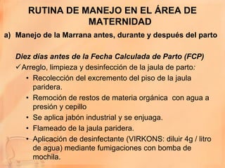RUTINA DE MANEJO EN EL ÁREA DE
                 MATERNIDAD
a) Manejo de la Marrana antes, durante y después del parto

   Diez días antes de la Fecha Calculada de Parto (FCP)
   Arreglo, limpieza y desinfección de la jaula de parto:
      • Recolección del excremento del piso de la jaula
        paridera.
      • Remoción de restos de materia orgánica con agua a
        presión y cepillo
      • Se aplica jabón industrial y se enjuaga.
      • Flameado de la jaula paridera.
      • Aplicación de desinfectante (VIRKONS: diluir 4g / litro
        de agua) mediante fumigaciones con bomba de
        mochila.
 