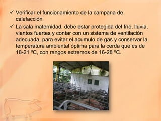  Verificar el funcionamiento de la campana de
  calefacción
 La sala maternidad, debe estar protegida del frío, lluvia,
  vientos fuertes y contar con un sistema de ventilación
  adecuada, para evitar el acumulo de gas y conservar la
  temperatura ambiental óptima para la cerda que es de
  18-21 0C, con rangos extremos de 16-28 0C.
 