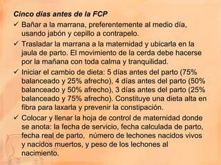 Cinco días antes de la FCP
 Bañar a la marrana, preferentemente al medio día,
  usando jabón y cepillo a contrapelo.
 Trasladar la marrana a la maternidad y ubicarla en la
  jaula de parto. El movimiento de la cerda debe hacerse
  por la mañana con toda calma y tranquilidad.
 Iniciar el cambio de dieta: 5 días antes del parto (75%
  balanceado y 25% afrecho), 4 días antes del parto (50%
  balanceado y 50% afrecho), 3 días antes del parto (25%
  balanceado y 75% afrecho). Constituye una dieta alta en
  fibra para laxarla y prevenir la constipación.
 Colocar y llenar la hoja de control de maternidad donde
  se anota: la fecha de servicio, fecha calculada de parto,
  fecha real de parto, número de lechones nacidos vivos
  y nacidos muertos, y peso de los lechones al
  nacimiento.
 