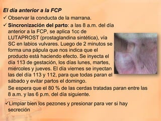 El día anterior a la FCP
 Observar la conducta de la marrana.
 Sincronización del parto: a las 8 a.m. del día
  anterior a la FCP, se aplica 1cc de
  LUTAPROST (prostaglandina sintética), vía
  SC en labios vulvares. Luego de 2 minutos se
  forma una pápula que nos indica que el
  producto está haciendo efecto. Se inyecta el
  día 113 de gestación, los días lunes, martes,
  miércoles y jueves. El día viernes se inyectan
  las del día 113 y 112, para que todas paran el
  sábado y evitar partos el domingo.
  Se espera que el 80 % de las cerdas tratadas paran entre las
  8 a.m. y las 6 p.m. del día siguiente.
Limpiar bien los pezones y presionar para ver si hay
 secreción
 