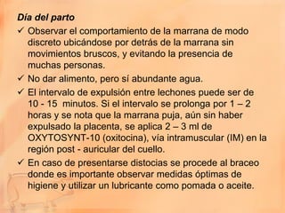 Día del parto
 Observar el comportamiento de la marrana de modo
  discreto ubicándose por detrás de la marrana sin
  movimientos bruscos, y evitando la presencia de
  muchas personas.
 No dar alimento, pero sí abundante agua.
 El intervalo de expulsión entre lechones puede ser de
  10 - 15 minutos. Si el intervalo se prolonga por 1 – 2
  horas y se nota que la marrana puja, aún sin haber
  expulsado la placenta, se aplica 2 – 3 ml de
  OXYTOSYNT-10 (oxitocina), vía intramuscular (IM) en la
  región post - auricular del cuello.
 En caso de presentarse distocias se procede al braceo
  donde es importante observar medidas óptimas de
  higiene y utilizar un lubricante como pomada o aceite.
 