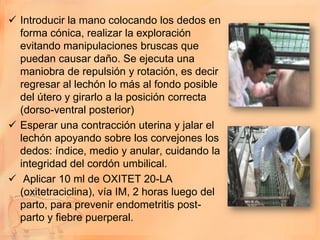  Introducir la mano colocando los dedos en
  forma cónica, realizar la exploración
  evitando manipulaciones bruscas que
  puedan causar daño. Se ejecuta una
  maniobra de repulsión y rotación, es decir
  regresar al lechón lo más al fondo posible
  del útero y girarlo a la posición correcta
  (dorso-ventral posterior)
 Esperar una contracción uterina y jalar el
  lechón apoyando sobre los corvejones los
  dedos: índice, medio y anular, cuidando la
  integridad del cordón umbilical.
 Aplicar 10 ml de OXITET 20-LA
  (oxitetraciclina), vía IM, 2 horas luego del
  parto, para prevenir endometritis post-
  parto y fiebre puerperal.
 